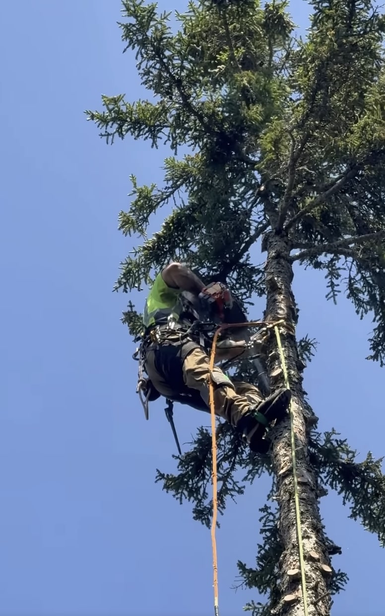 Expert tree service professional climbing and maintaining trees in La Habra, CA