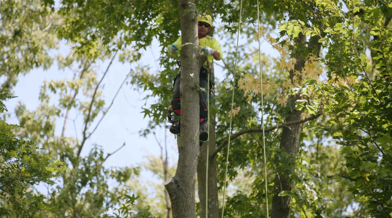Certified arborist providing tree health maintenance and care in La Habra, CA