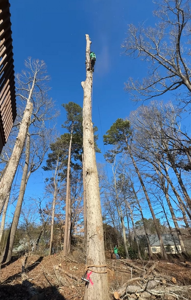 Professional assessment and removal of hazardous trees in La Habra, CA